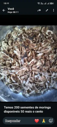 Semente de moringa 