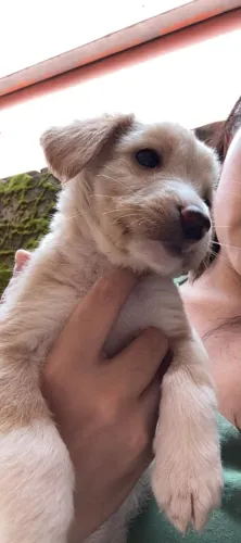 Estou dando esses cachorrinho quem tiver interesse