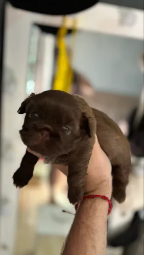 Cachorro 