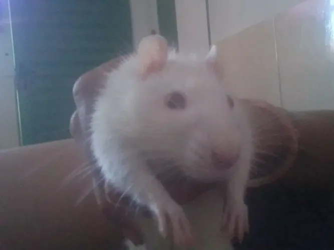 Rato twister macho