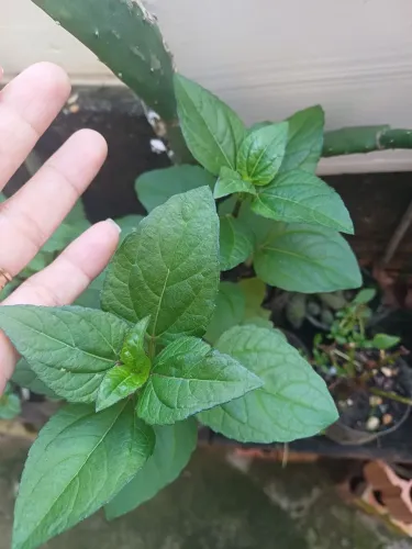 Espinafre plantas e mudas