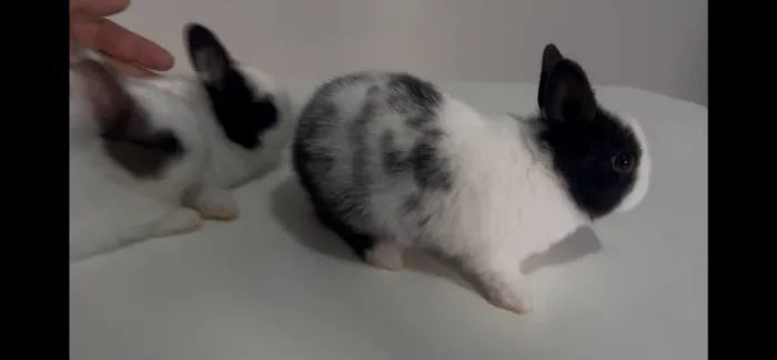 Filhotes de Coelhos Netherland Dwarf
