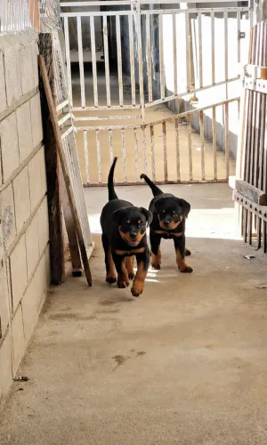 Rotweiler Cabeça touro