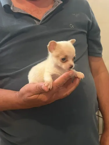 Chihuahua puro excelente 