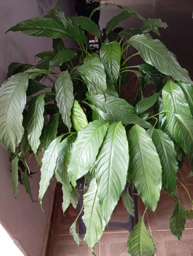Planta no vaso grande