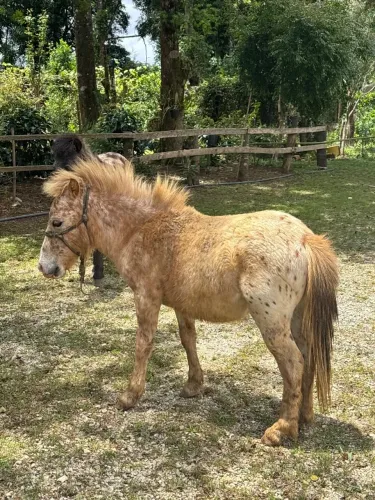 Mini Pônei macho