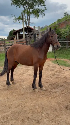 CAVALO CASTRADO DE PICADA