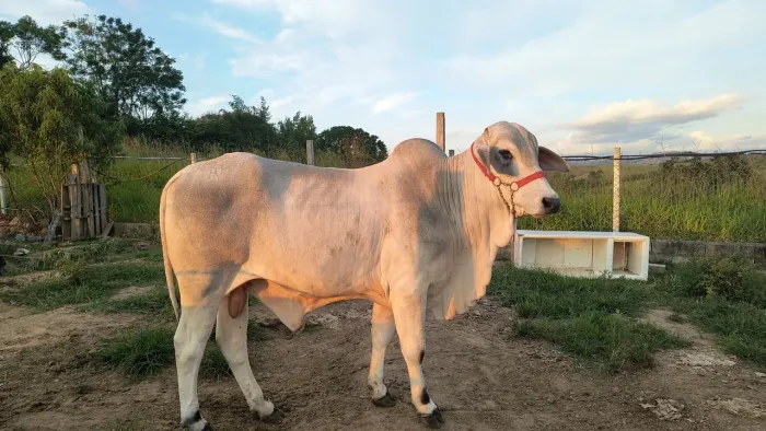 Touro Tabapuã 
