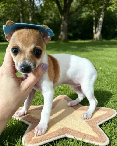 Pinscher Puro Disponível