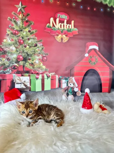 Gatinho Bengal FEMEA E MACHO 