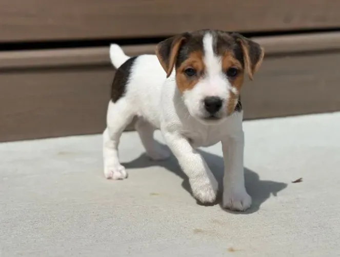 Jack Russell Terrier Pequeno Macho - Vacinado e sociável