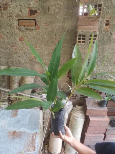 colonia mudas