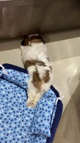 Filhote Shih Tzu - Fofo e Carinhoso fugindo da caminha 