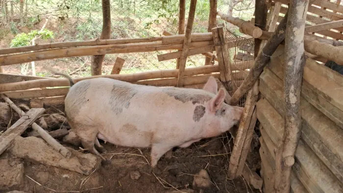 Porca segunda cria grande e saudável. 