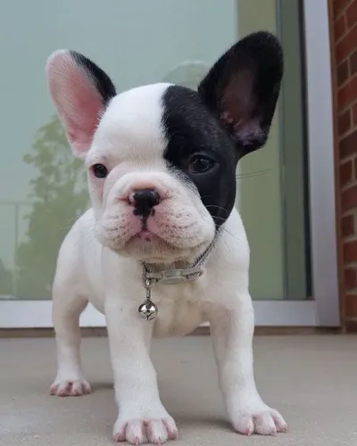 Buldogue preto e branco - machinhk