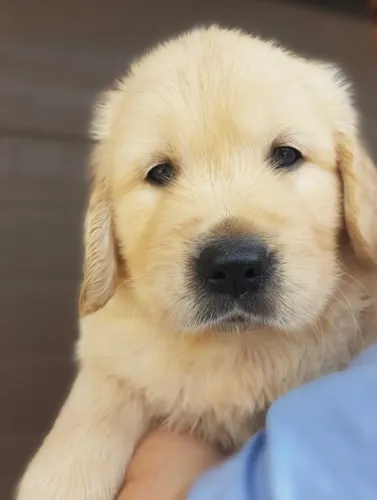 Golden Retriever- Machinho robusto com 49 dias de vida, lindo-Dani