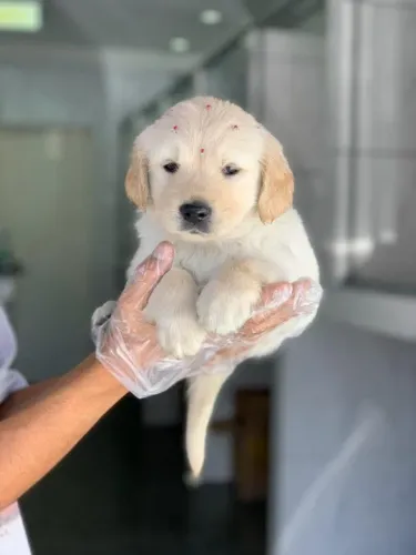 Golden retriever fêmea com 55 dias na cor creme vacinada e com pdeigree - Alberto