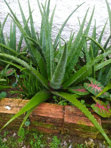Babosa - Jardim e Decoração