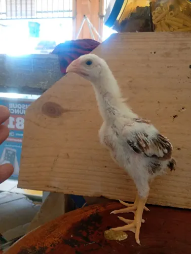 Pintos e frangos Índio gigante 