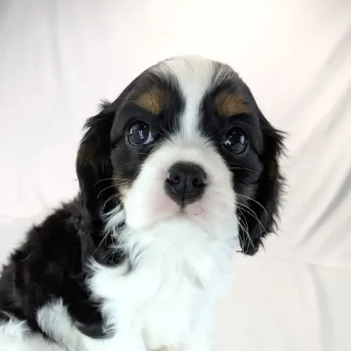 Encanto real: filhotes de Cavalier King Charles Spaniel disponíveis