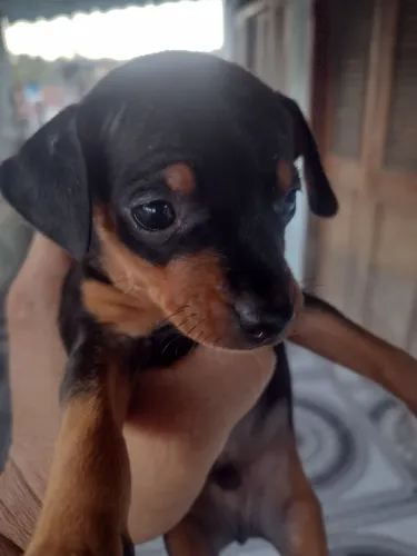 Pinscher 