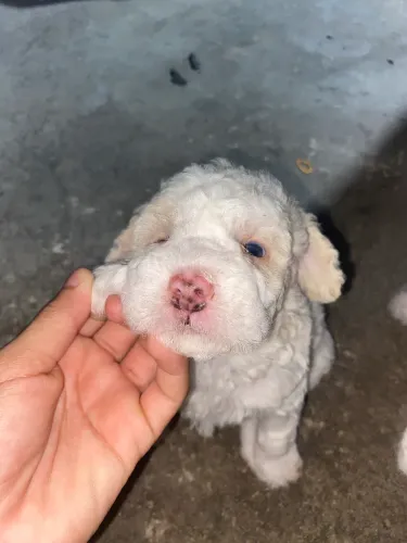 Poodle ?