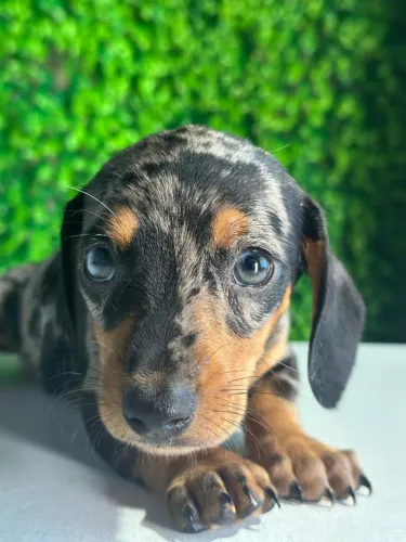 Dachshund arlequim prata