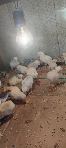 Vendo pintinhos caipira,todos saudáveis,chama no ZAP *