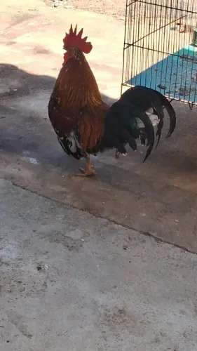 Galo ganirze
