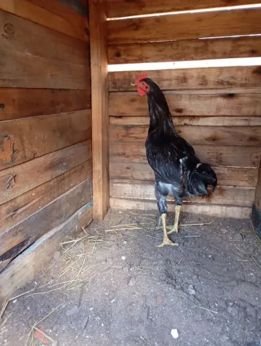 Frango caipira porte médio