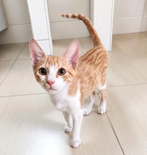 Gato laranja filhote para adoção