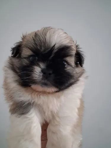 Lindos filhotes de ShihTuz pequenos