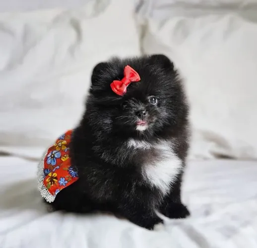 Filhotes Spitz Alemão - Lulu da Pomerânia