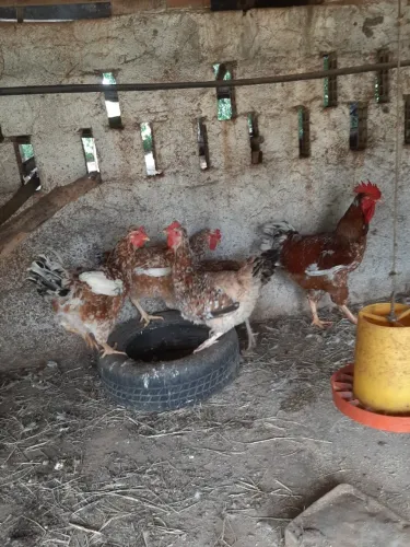 Lote de Galinha GSB (Galinha sertaneja balão) PO