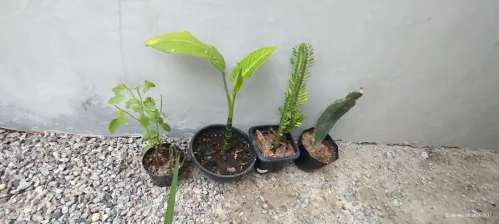 Kit plantas