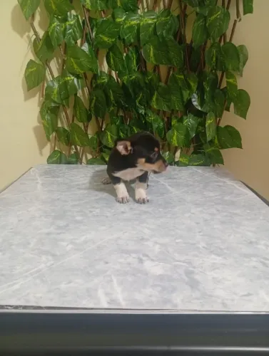 Pinscher Zero Macho Ideal para Apartamento