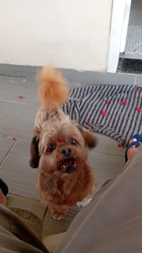 Doação de  um shiatsu macho  3 anos  e castrado 