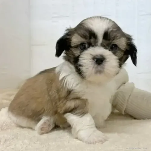 Filhotes Shih tzu/ shihtzu linhagem selecionada e super dócil