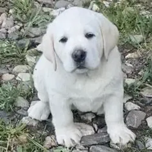 Labrador Retriever,Labrador Retriever Filhote Pronto Para Novo Lar