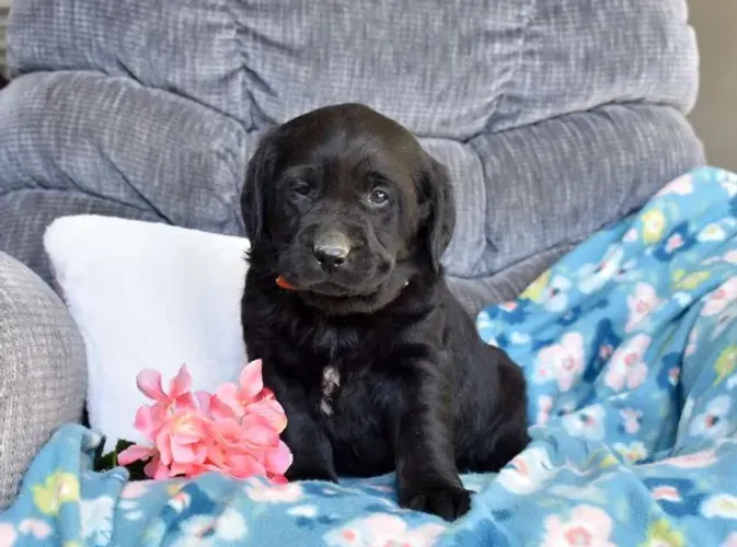Labrador Retriever,Labrador Retriever Filhote Top Padrão da Raça