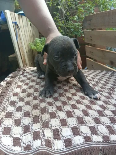 Pitbull 