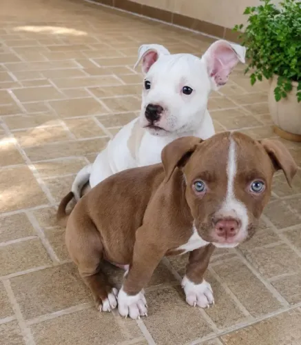 Filhote de Pitbull puro