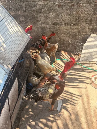 Galinhas