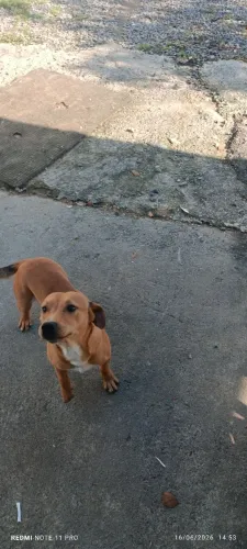 Cachorro macho porte pequeno medio.