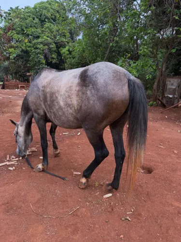 A venda potra mansa pode criança 