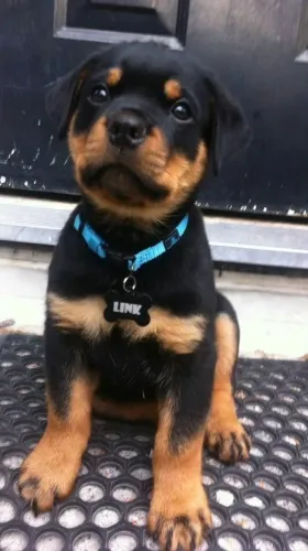 Rottweiler - Um Presente Cheio De amor E Personalidade 