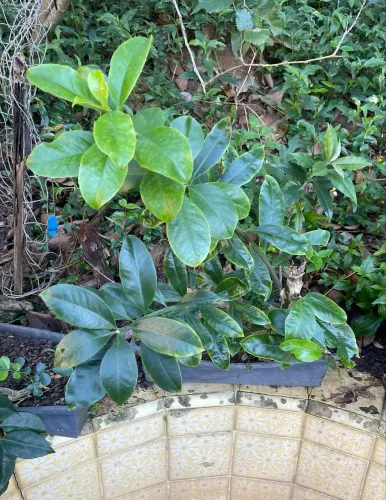 Planta medicinal Ora Pro Nobis adulta