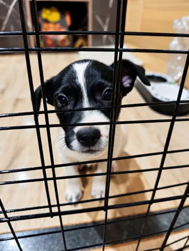 Doação cachorro/cãozinho