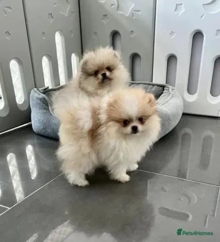 Filhotinhos spitz alemão/lulu da pomerânia super dócil e saudável