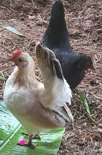 Galinha serama